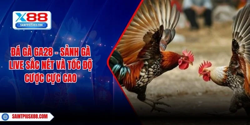 Đá Gà GA28 – Sảnh Gà Live Sắc Nét Và Tốc Độ Cược Cực Cao