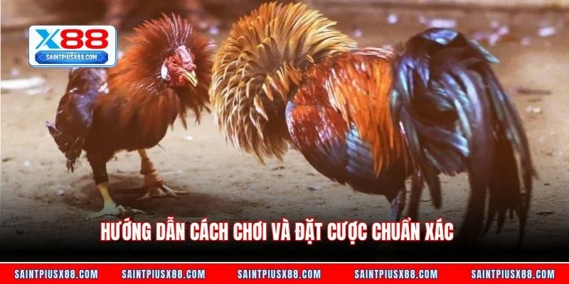 Hướng dẫn cách chơi và đặt cược chuẩn xác