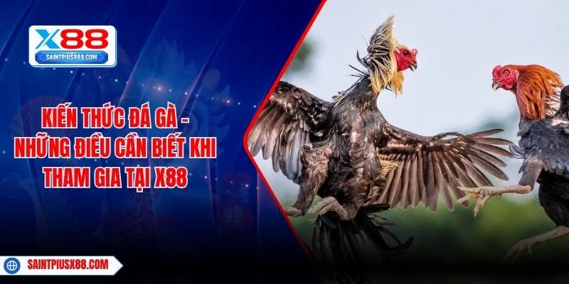 Kiến Thức Đá Gà – Những Điều Cần Biết Khi Tham Gia Tại X88